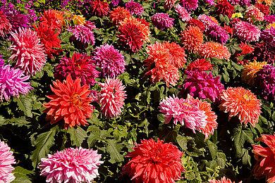 卡普空力作《龙之信条2》魔弓手预告片展示