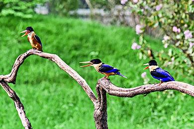 视觉小说《森灵之心》即将登陆主机 试玩版已上架Steam